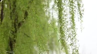 春天河边风中摆动的柳枝视频的预览图